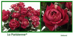 ROSE BR. LA PARISIENNE 40